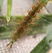 Attēlu rezultāti vaicājumam “Mellicta athalia larva”