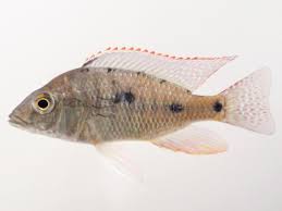 Attēlu rezultāti vaicājumam “Tetratoma ancora”