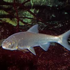 Image result for Rutilus heckelii