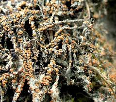 Attēlu rezultāti vaicājumam “Biatora sphaeroides”