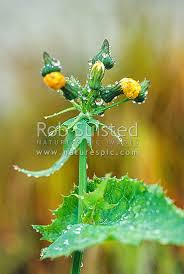 Attēlu rezultāti vaicājumam “Sonchus oleraceus bud”