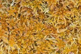 Attēlu rezultāti vaicājumam “Sphagnum balticum”