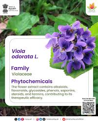 Image result for Viola odorata
