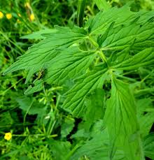 Attēlu rezultāti vaicājumam “Valeriana officinalis leaf”