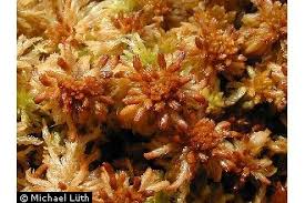 Attēlu rezultāti vaicājumam “Sphagnum balticum”