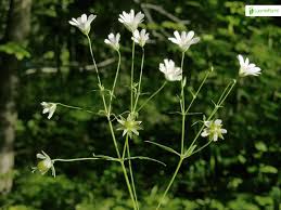 Attēlu rezultāti vaicājumam “Stellaria holostea flower”