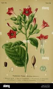 Attēlu rezultāti vaicājumam “Nicotiana tabacum fruit”