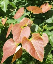 Attēlu rezultāti vaicājumam “Tilia americana”