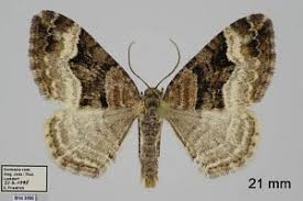 Attēlu rezultāti vaicājumam “Xanthorhoe biriviata”