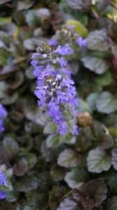 Attēlu rezultāti vaicājumam “Ajuga genevensis flower”