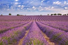 Image result for Lavendel