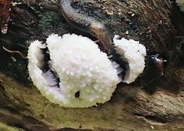 Attēlu rezultāti vaicājumam “Symphytocarpus flaccidus”