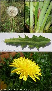 Attēlu rezultāti vaicājumam “Hypochaeris radicata fruit”