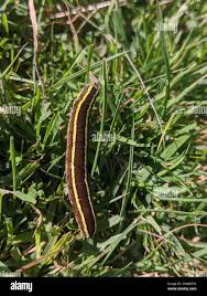 Attēlu rezultāti vaicājumam “Ceramica pisi”