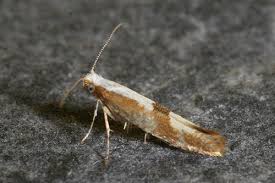 Attēlu rezultāti vaicājumam “Argyresthia pruniella”