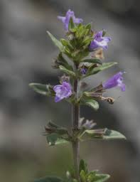 Attēlu rezultāti vaicājumam “Acinos arvensis flower”