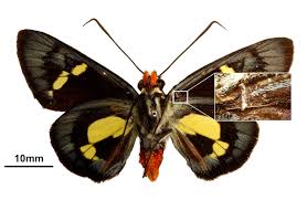 Attēlu rezultāti vaicājumam “Lepidoptera”