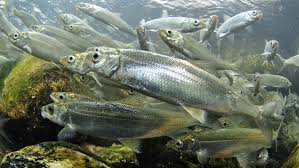 Image result for Coregonus artedi