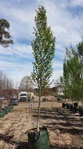 Attēlu rezultāti vaicājumam “Populus simonii”