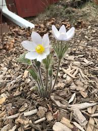 Attēlu rezultāti vaicājumam “Pulsatilla patens flower”