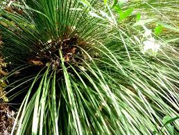 Attēlu rezultāti vaicājumam “Xanthorrhoeaceae”