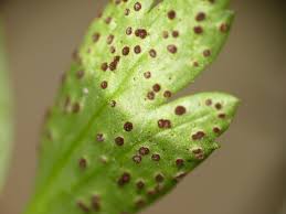 Attēlu rezultāti vaicājumam “Tranzschelia anemones”