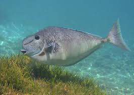 Image result for Naso unicornis