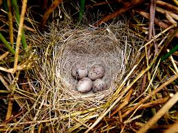 Attēlu rezultāti vaicājumam “Emberiza schoeniclus eggs”