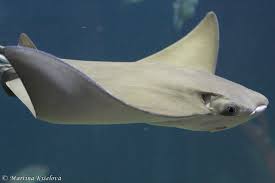 Image result for Rhinoptera bonasus