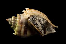 Image result for Melongena corona