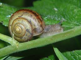 Attēlu rezultāti vaicājumam “Fruticola fruticum”