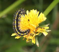 Attēlu rezultāti vaicājumam “Callimorpha dominula larva”