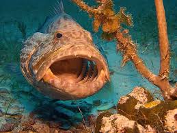 Image result for Mycteroperca venenosa