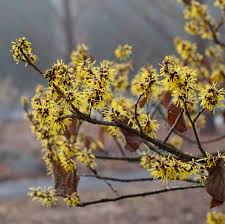 Attēlu rezultāti vaicājumam “Hamamelis mollis”