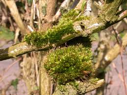 Attēlu rezultāti vaicājumam “Pylaisia polyantha”