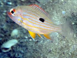Image result for Lutjanus synagris