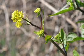 Attēlu rezultāti vaicājumam “Sinapis arvensis”