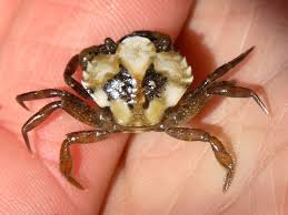 Image result for Carcinus maenas