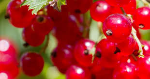 Bildergebnis für rote johannisbeeren