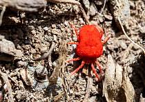 Attēlu rezultāti vaicājumam “Bryobia praetiosa”