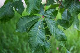 Attēlu rezultāti vaicājumam “Aesculus x hybrida leaf”