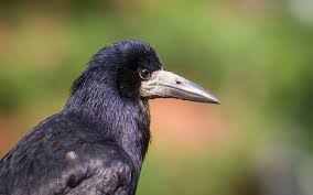 Attēlu rezultāti vaicājumam “Corvus frugilegus adult”