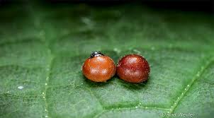 Attēlu rezultāti vaicājumam “Cerura vinula larva”