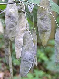 Attēlu rezultāti vaicājumam “Lunaria rediviva fruit”