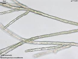 Attēlu rezultāti vaicājumam “Batrachospermum moniliforme”