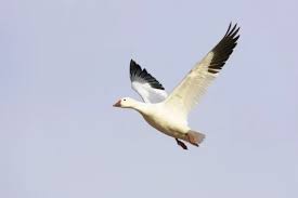 Image result for Anser caerulescens