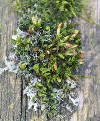 Attēlu rezultāti vaicājumam “Orthotrichum diaphanum”