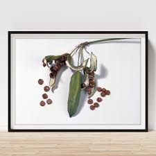 Attēlu rezultāti vaicājumam “Iris pseudacorus fruit”