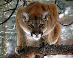 Image result for Ut Cougars