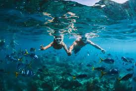 Image result for East Snorkellers